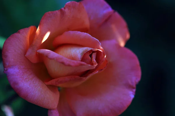 Gül Gülgiller Rosaceae Familyasından Rosa Cinsinin Uzun Ömürlü Bir Çiçeğidir — Stok fotoğraf