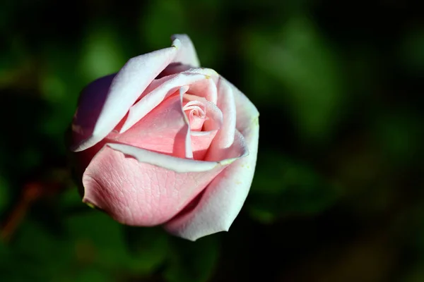 Una Rosa Una Planta Leñosa Perenne Del Género Rosa Familia —  Fotos de Stock