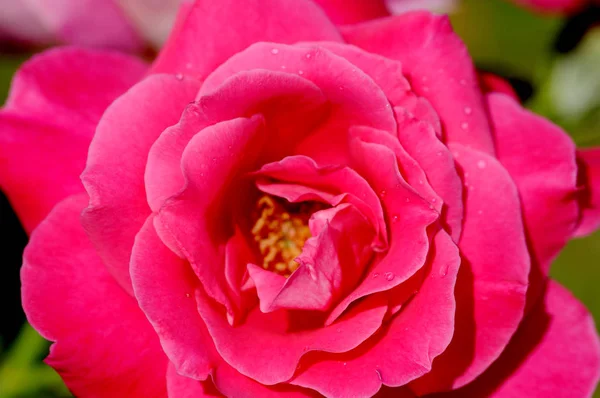 バラは バラ科のロサ属の木質多年草の開花植物 またはそれが負担する花です 100種以上の種と何千もの品種があります — ストック写真
