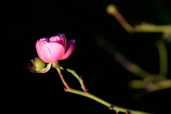 Rózsa Rosa Nemzetséghez Rosaceae Családhoz Vagy Virághoz Tartozó Fás Évelő — Stock Fotó