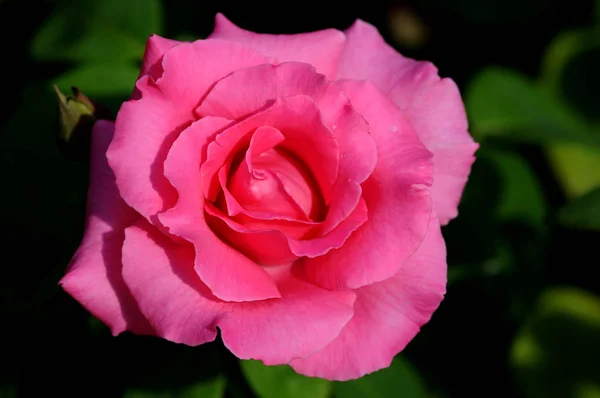 Una Rosa Una Planta Leñosa Perenne Del Género Rosa Familia —  Fotos de Stock