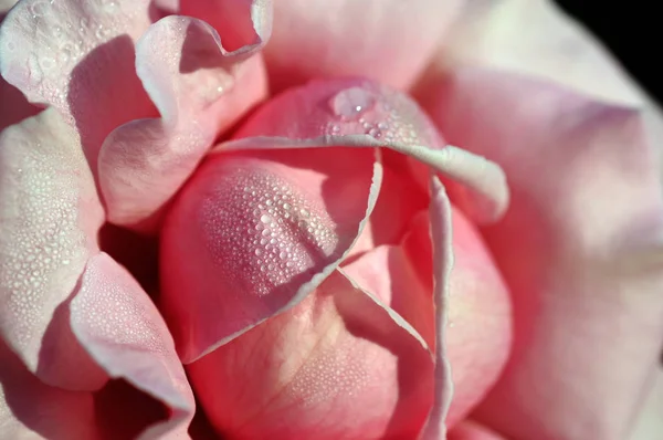 Ros Vedartad Perenn Blommande Växt Släktet Rosa Familjen Rosaceae Eller — Stockfoto