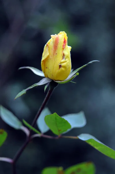 Una Rosa Una Planta Leñosa Perenne Del Género Rosa Familia — Foto de Stock