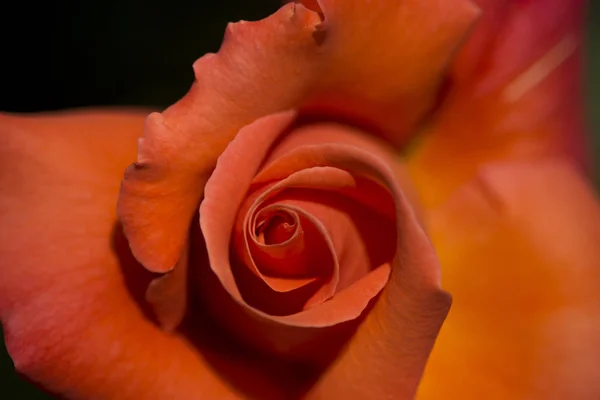 Una Rosa Una Planta Leñosa Perenne Del Género Rosa Familia —  Fotos de Stock