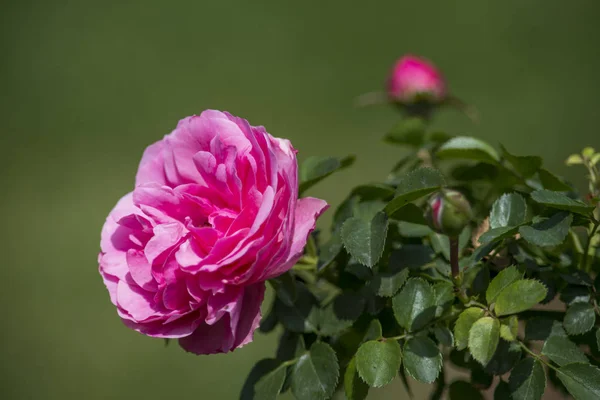 バラは バラ科のロサ属の木質多年草の開花植物 またはそれが負担する花です 100種以上の種と何千もの品種があります — ストック写真