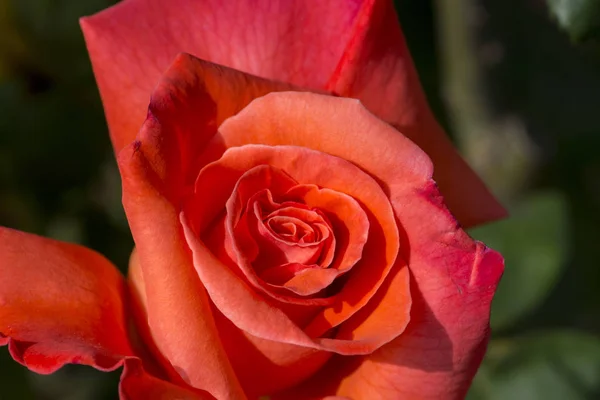 Une Rose Est Une Plante Ligneuse Fleurs Vivaces Genre Rosa — Photo