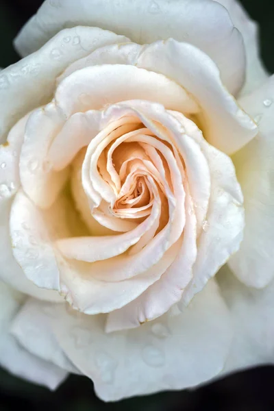 Una Rosa Una Planta Leñosa Perenne Del Género Rosa Familia —  Fotos de Stock