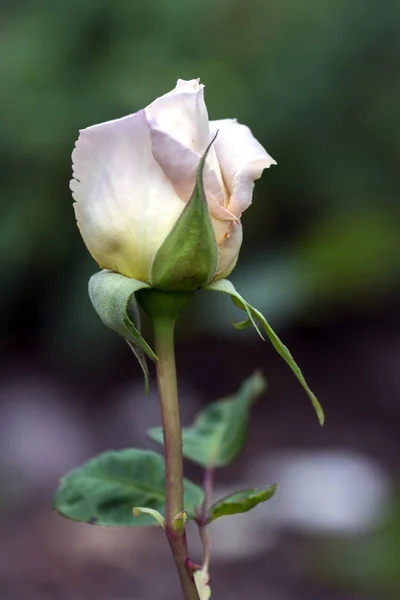 Una Rosa Una Planta Leñosa Perenne Del Género Rosa Familia —  Fotos de Stock