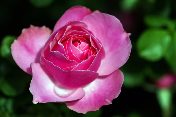 Une Rose Est Une Plante Ligneuse Fleurs Vivaces Genre Rosa — Photo