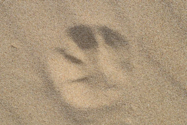 A dogs footprint on the sand.