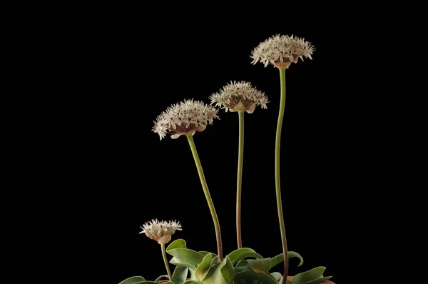 Allium Género Plantas Con Flores Monocotiledóneas Que Incluye Cebolla Cultivada — Foto de Stock