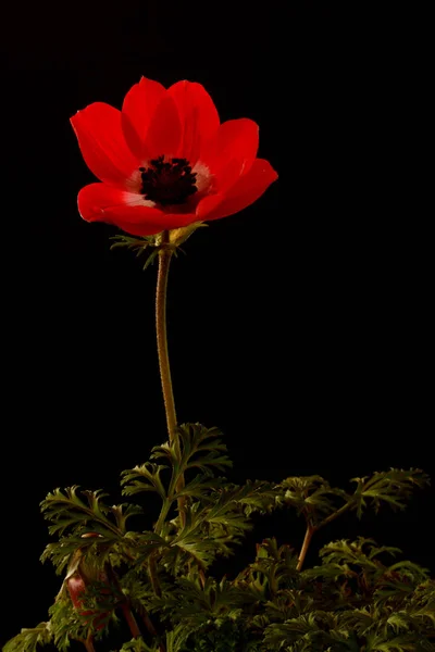 Anemone Ist Eine Gattung Von Etwa 200 Arten Blühender Pflanzen — Stockfoto