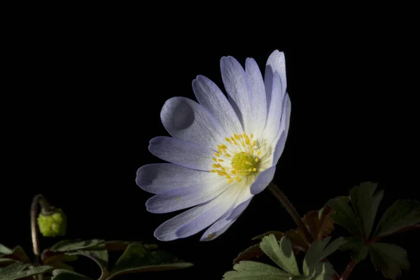 Anemone Род Около 200 Видов Цветущих Растений Семейства Ranunculaceae Родом — стоковое фото