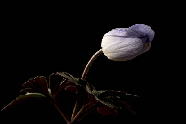 Anemone Ist Eine Gattung Von Etwa 200 Arten Blühender Pflanzen — Stockfoto