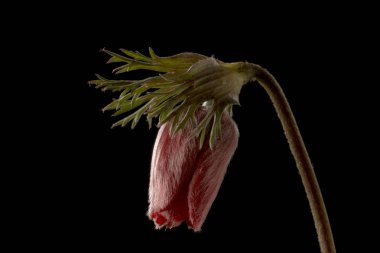 Anemone, Ranunculaceae familyasından, ılıman bölgelerde yetişen yaklaşık 200 çiçek türü..