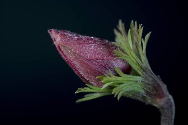 Anemone, Ranunculaceae familyasından, ılıman bölgelerde yetişen yaklaşık 200 çiçek türü..