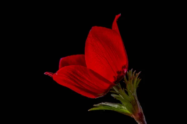 Anémie Rod Asi 200 Druhů Kvetoucích Rostlin Čeledi Ranunculaceae Původem — Stock fotografie