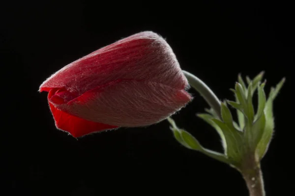 Anemone Ist Eine Gattung Von Etwa 200 Arten Blühender Pflanzen — Stockfoto