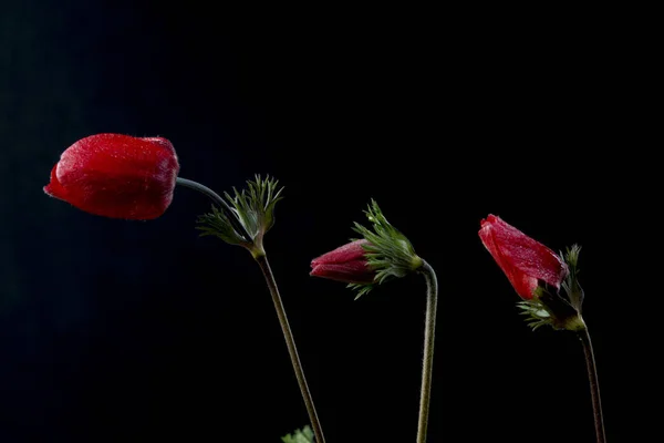 Anémie Rod Asi 200 Druhů Kvetoucích Rostlin Čeledi Ranunculaceae Původem — Stock fotografie