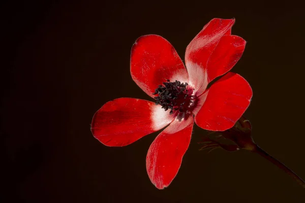 Anemone Ist Eine Gattung Von Etwa 200 Arten Blühender Pflanzen — Stockfoto