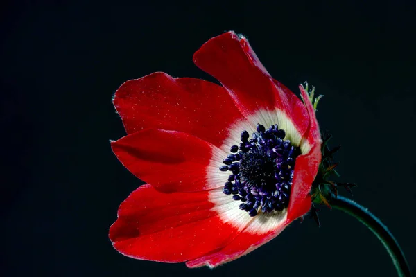 Anemone Род Около 200 Видов Цветущих Растений Семейства Ranunculaceae Родом — стоковое фото