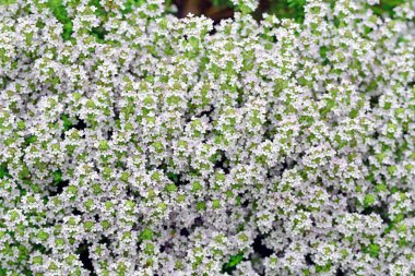 Çiçek arka plan için Folwer