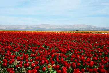 Konya Türkiye'de renkli lale ve sümbül tarlası.