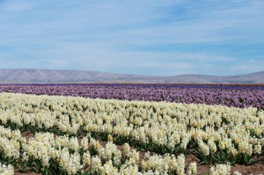 Konya Türkiye'de renkli lale ve sümbül tarlası.
