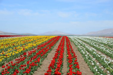 Konya Türkiye'de renkli lale ve sümbül tarlası.