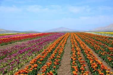 Konya Türkiye'de renkli lale ve sümbül tarlası.