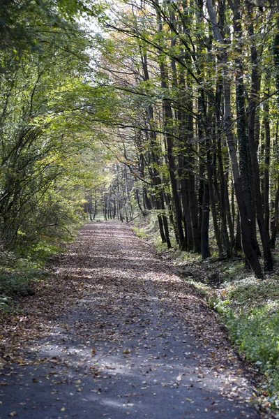 Otoño También Conocido Como Otoño Algunas Culturas Consideran Equinoccio Otoñal —  Fotos de Stock