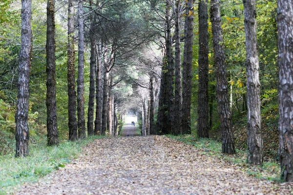 Otoño También Conocido Como Otoño Algunas Culturas Consideran Equinoccio Otoñal —  Fotos de Stock