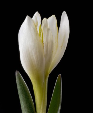 Colchicum, soğan benzeri cormlardan yetişen yaklaşık 160 tür içeren çok yıllık çiçekli bitkilerin bir cintürüdür..