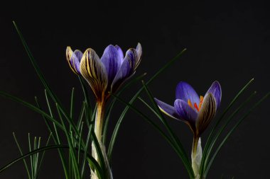 Çiğdem, iris familyasında, cormlardan yetişen çok yıllık birçok bitki türünü içeren bir çiçekli bitki cintürüdür..