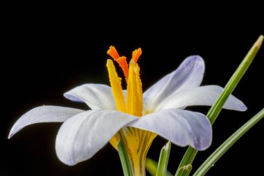 Çiğdem, iris familyasında, cormlardan yetişen çok yıllık birçok bitki türünü içeren bir çiçekli bitki cintürüdür..