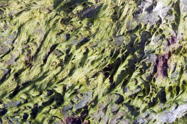 Arka plan için sahilde Çakıllar.