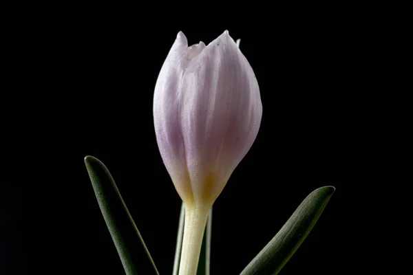 Colchicum Genus Perennial Flowering Plants Containing 160 Species Which Grow — Stock Photo, Image