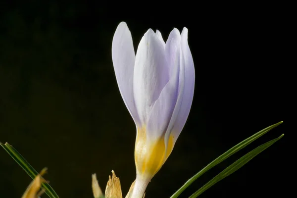 Çiğdem Iris Familyasında Cormlardan Yetişen Çok Yıllık Birçok Bitki Türünü — Stok fotoğraf