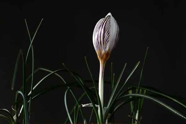 Krokus Ist Eine Pflanzengattung Aus Der Familie Der Schwertliliengewächse Die — Stockfoto