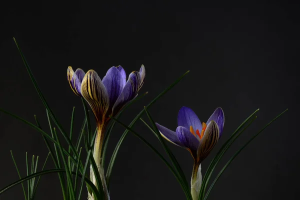 Crocus Genus Flowering Plants Iris Family Comprising Many Species Perennials — Stock Photo, Image