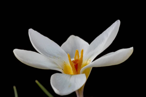 Crocus Est Genre Plantes Fleurs Famille Des Iris Qui Comprend — Photo