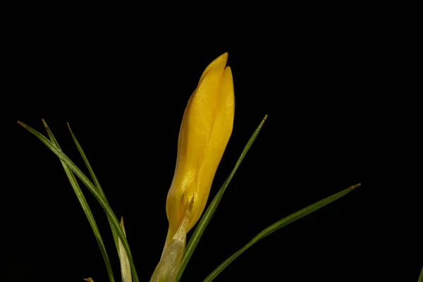 Crocus Rod Kvetoucích Rostlin Čeledi Iris Zahrnující Mnoho Druhů Trvalek — Stock fotografie