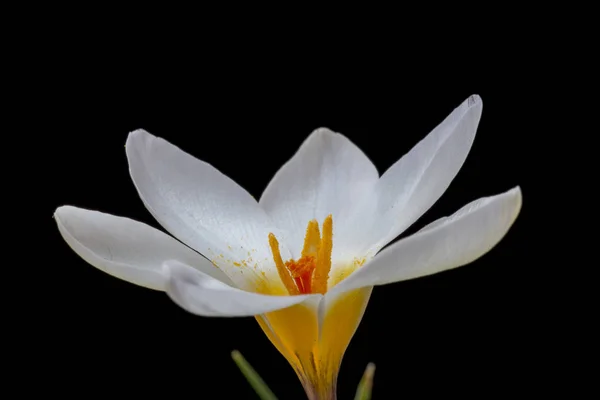 Crocus Est Genre Plantes Fleurs Famille Des Iris Qui Comprend — Photo