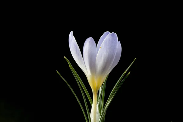 Crocus Género Plantas Con Flores Perteneciente Familia Iris Comprende Muchas —  Fotos de Stock