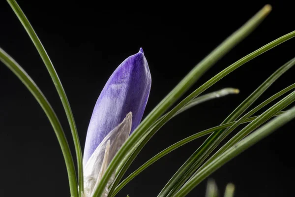 Crocus Een Geslacht Van Bloeiende Planten Uit Iris Familie Bestaande — Stockfoto
