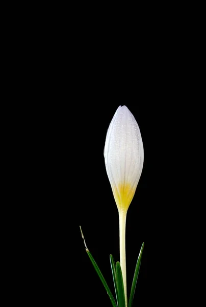 크로커스는 식물의 속이다 다년생의 — 스톡 사진