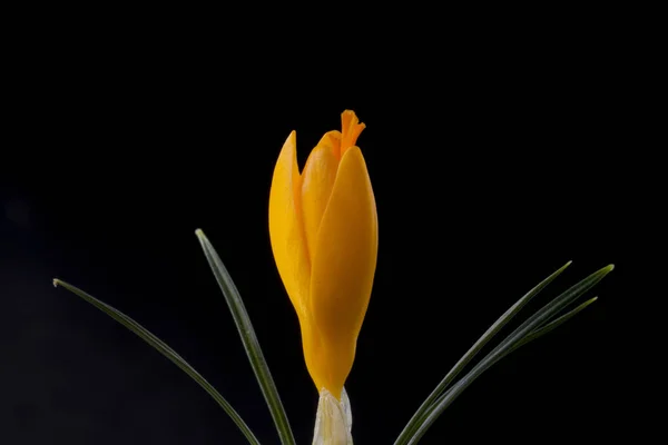 Crocus Est Genre Plantes Fleurs Famille Des Iris Qui Comprend — Photo