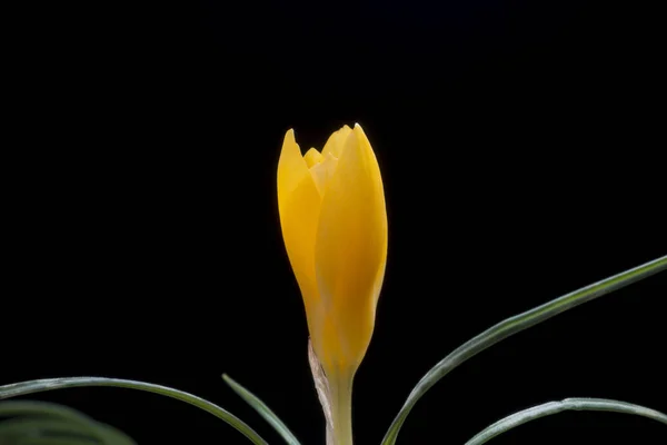 クロッカスは コルムから成長する多年生植物の多くの種を含む虹彩科の開花植物の属です — ストック写真
