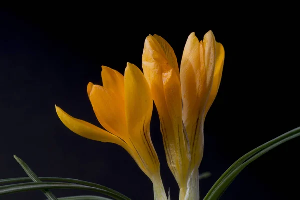 Crocus Género Botânico Pertencente Família Asteraceae — Fotografia de Stock