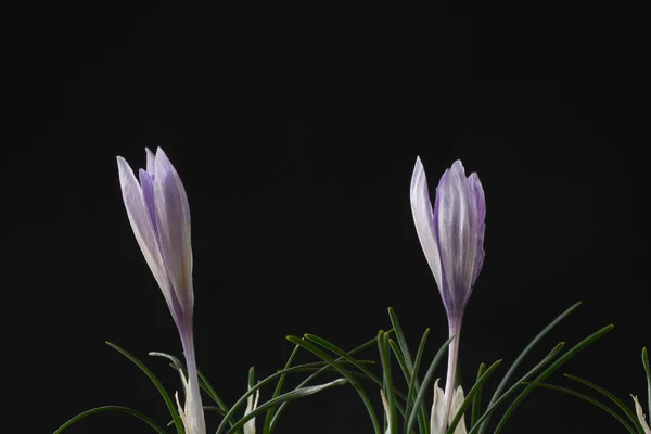 Çiğdem Iris Familyasında Cormlardan Yetişen Çok Yıllık Birçok Bitki Türünü — Stok fotoğraf